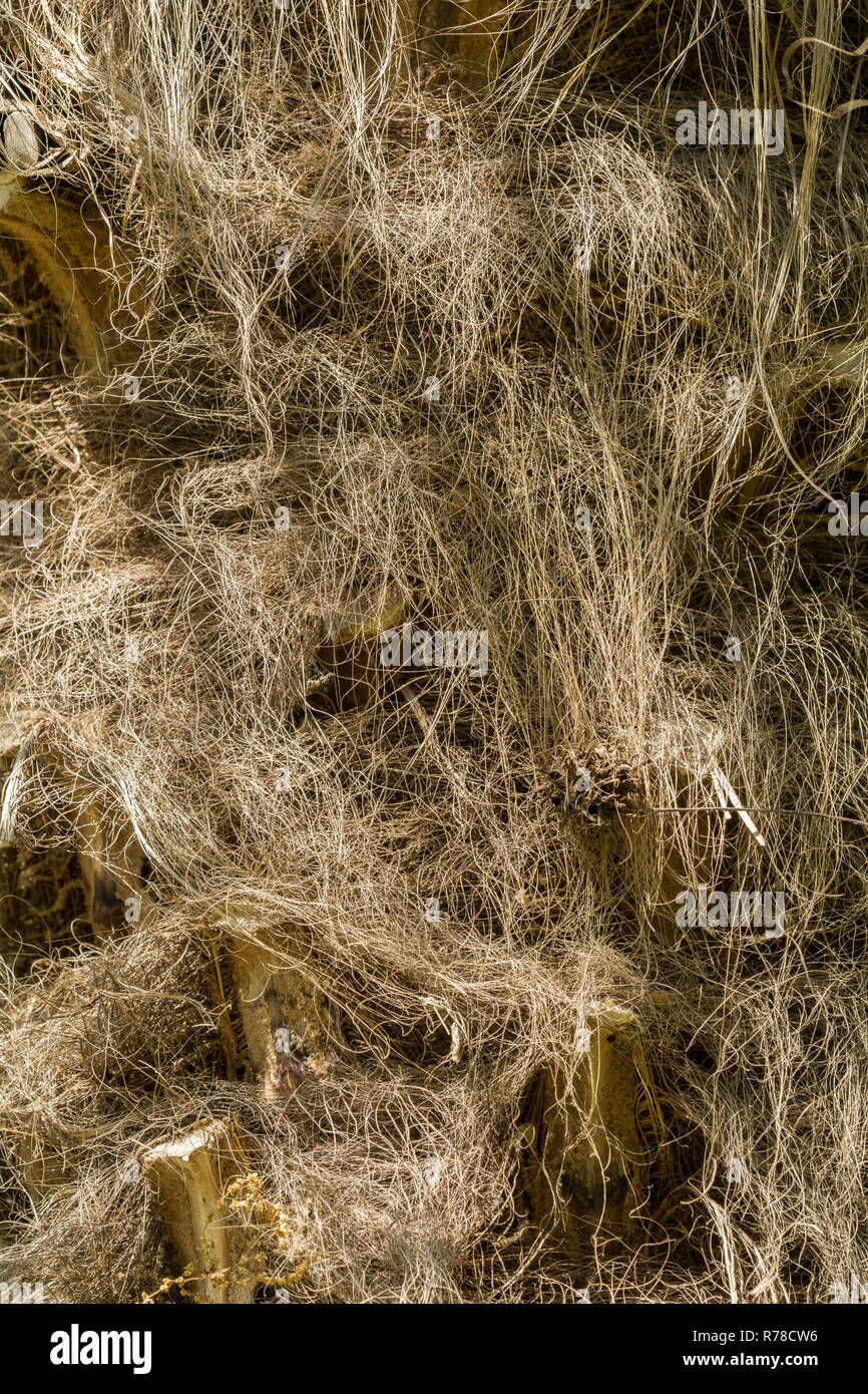 Close-up del marrone fibra vegetale di una Palma. Foto Stock