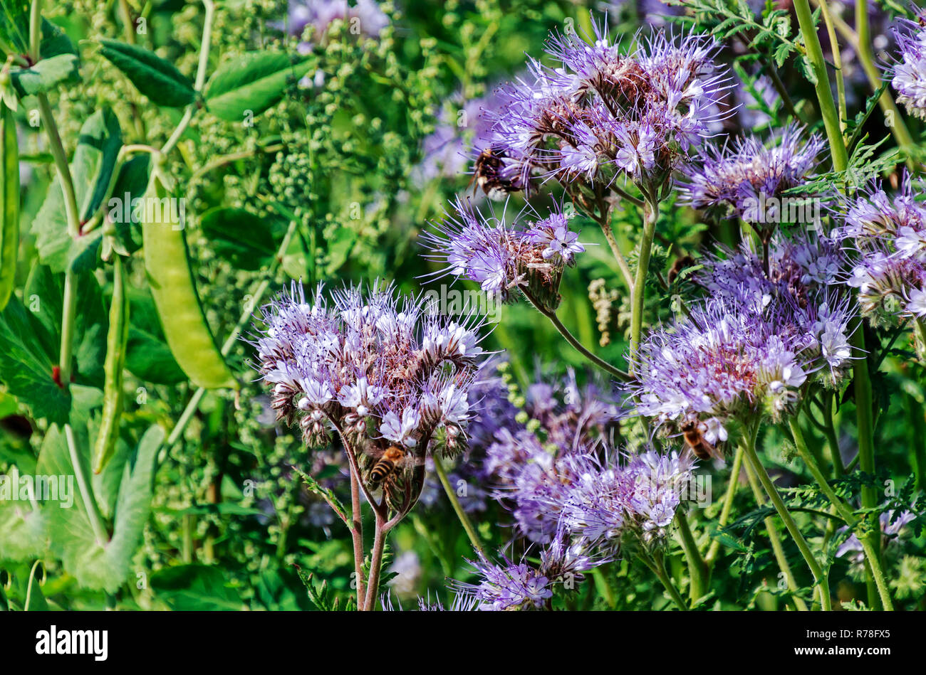 Tansy-tufted (Phacelia tanacetifolia) Piante foraggere e concime verde,medicinali e impianto di bee Foto Stock