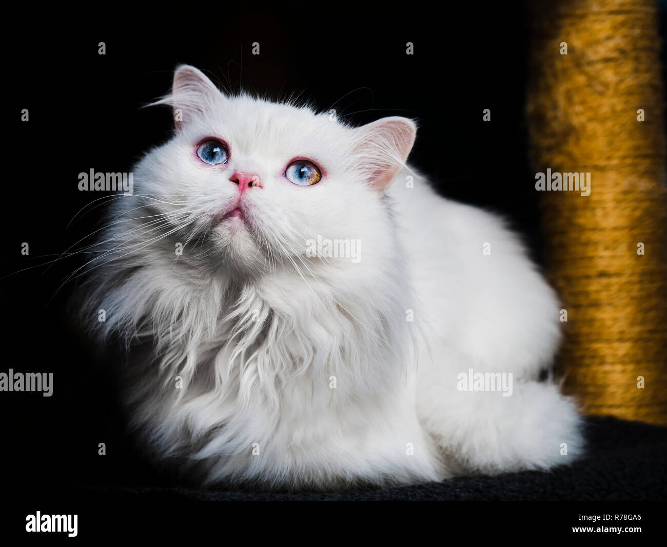 Splendida facciata bianca soffice gatto persiano con gli occhi blu Foto Stock