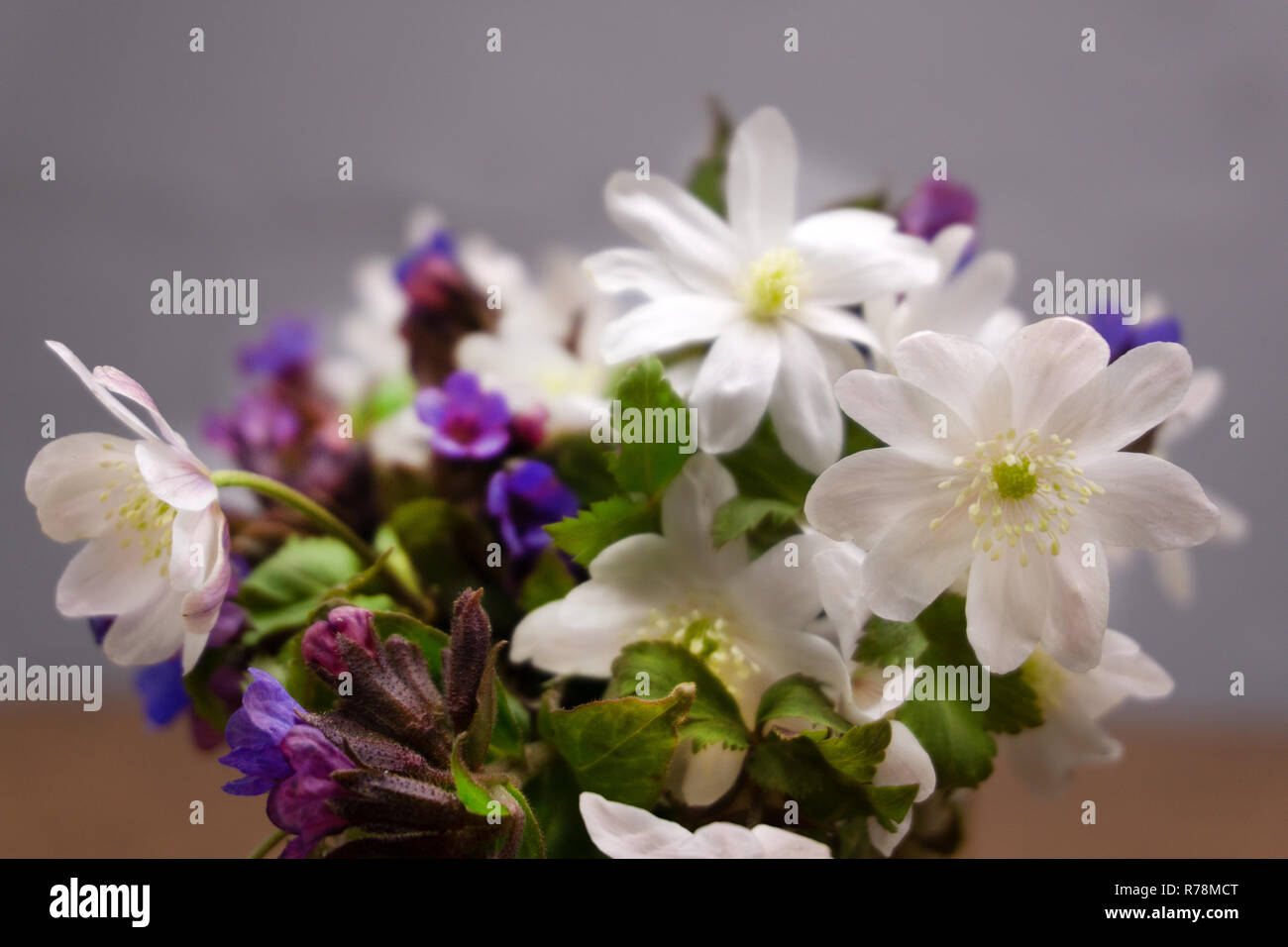 Snowdrops in vaso su legno vecchio a base di erbe di gruppo Foto Stock