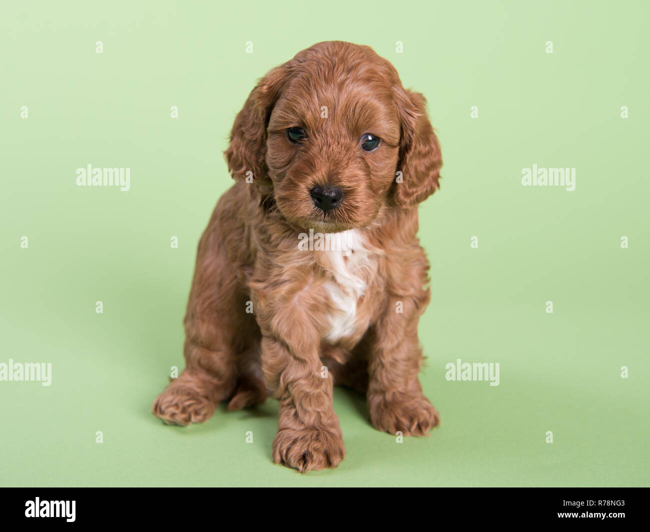Cockapoo cucciolo di cane carino fotografia professionale Foto Stock