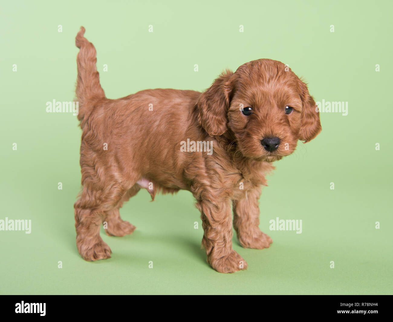 Cockapoo cucciolo di cane carino fotografia professionale Foto Stock