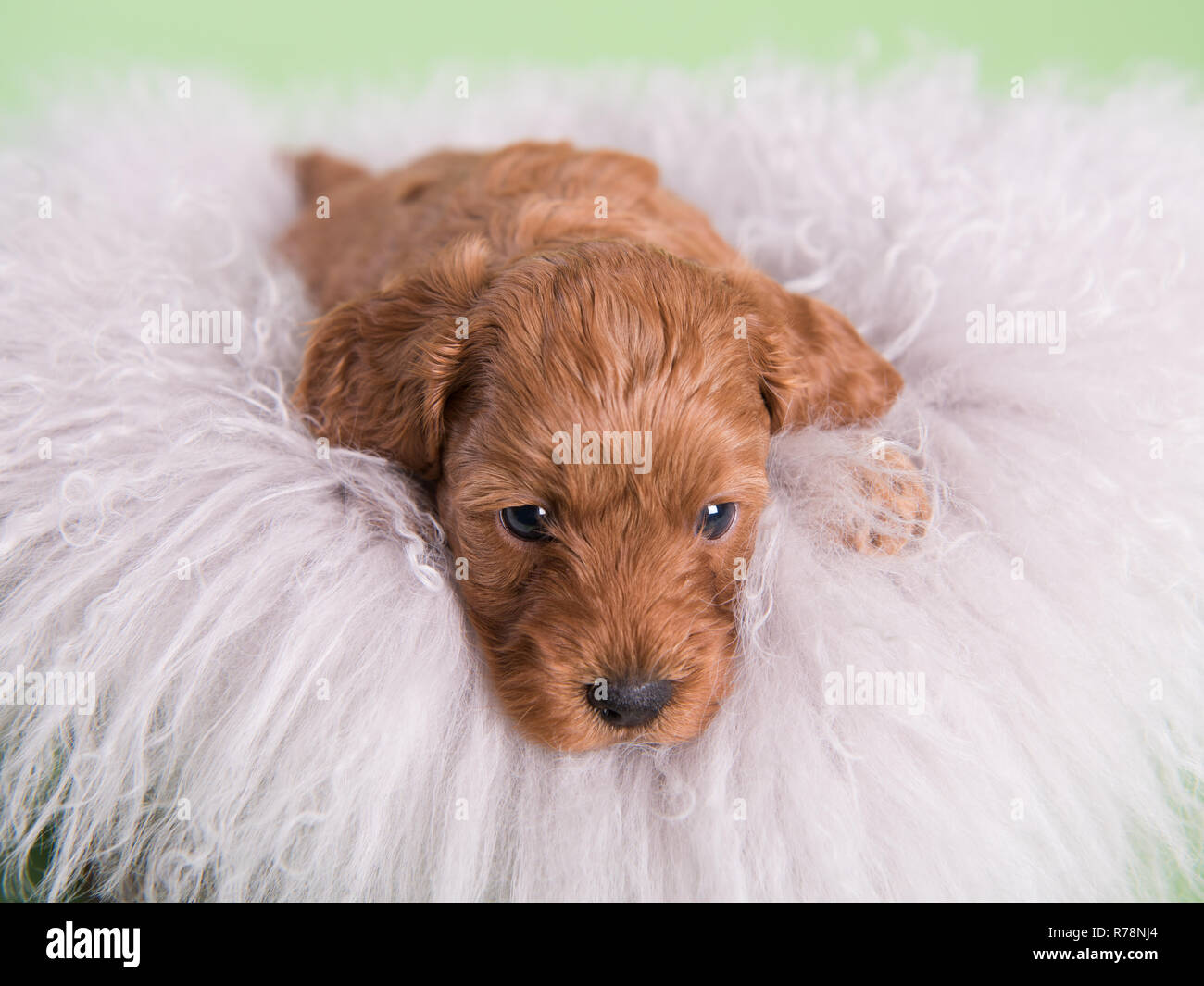 Cockapoo cucciolo di cane carino fotografia professionale Foto Stock