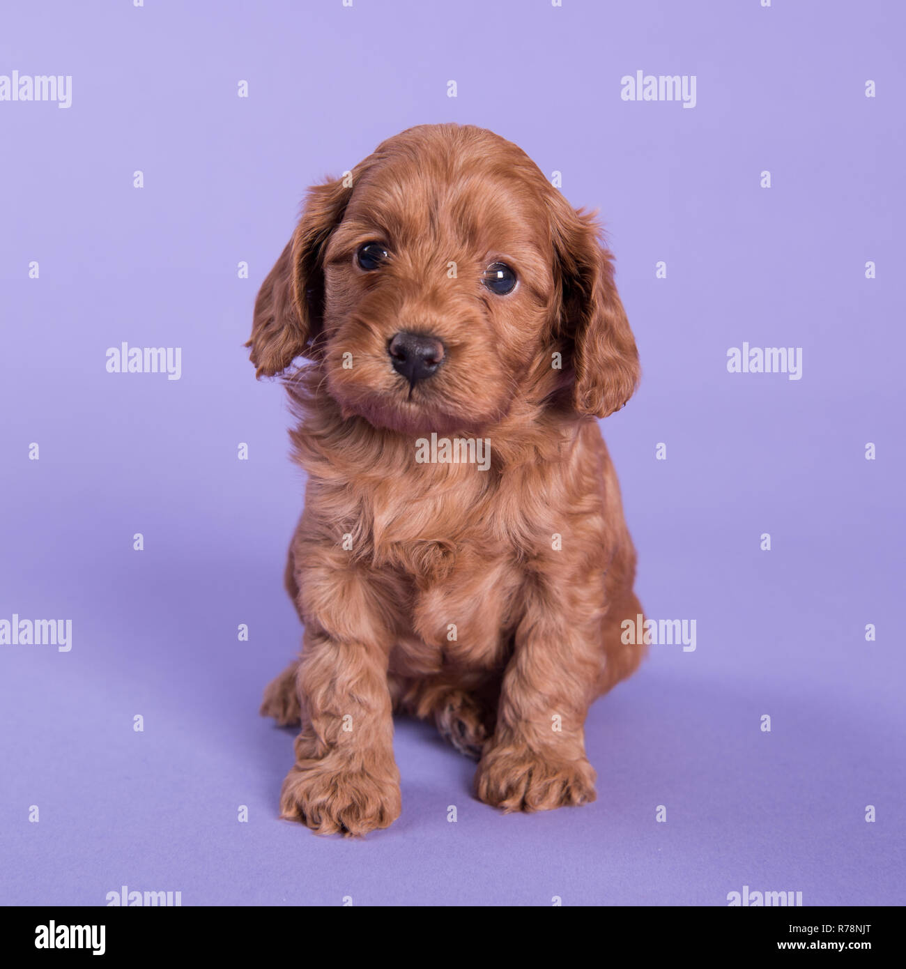 Cockapoo cucciolo di cane carino fotografia professionale Foto Stock