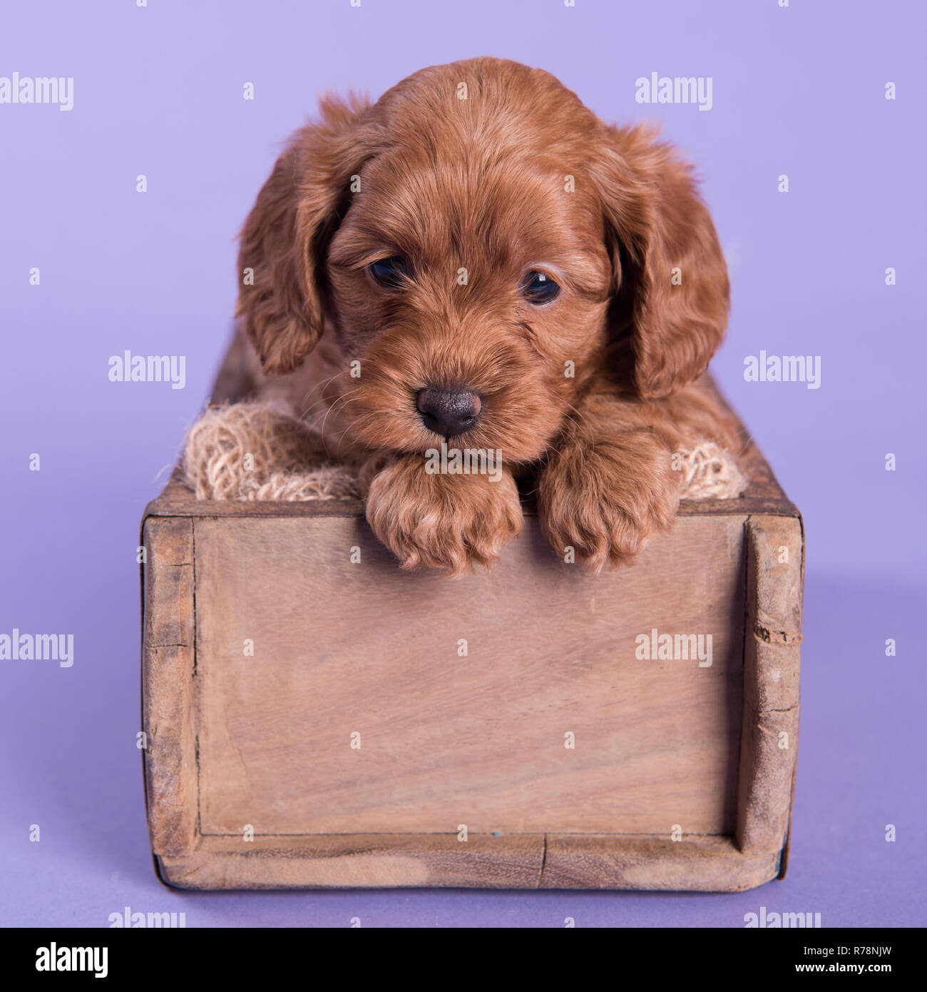 Cockapoo cucciolo di cane carino fotografia professionale Foto Stock
