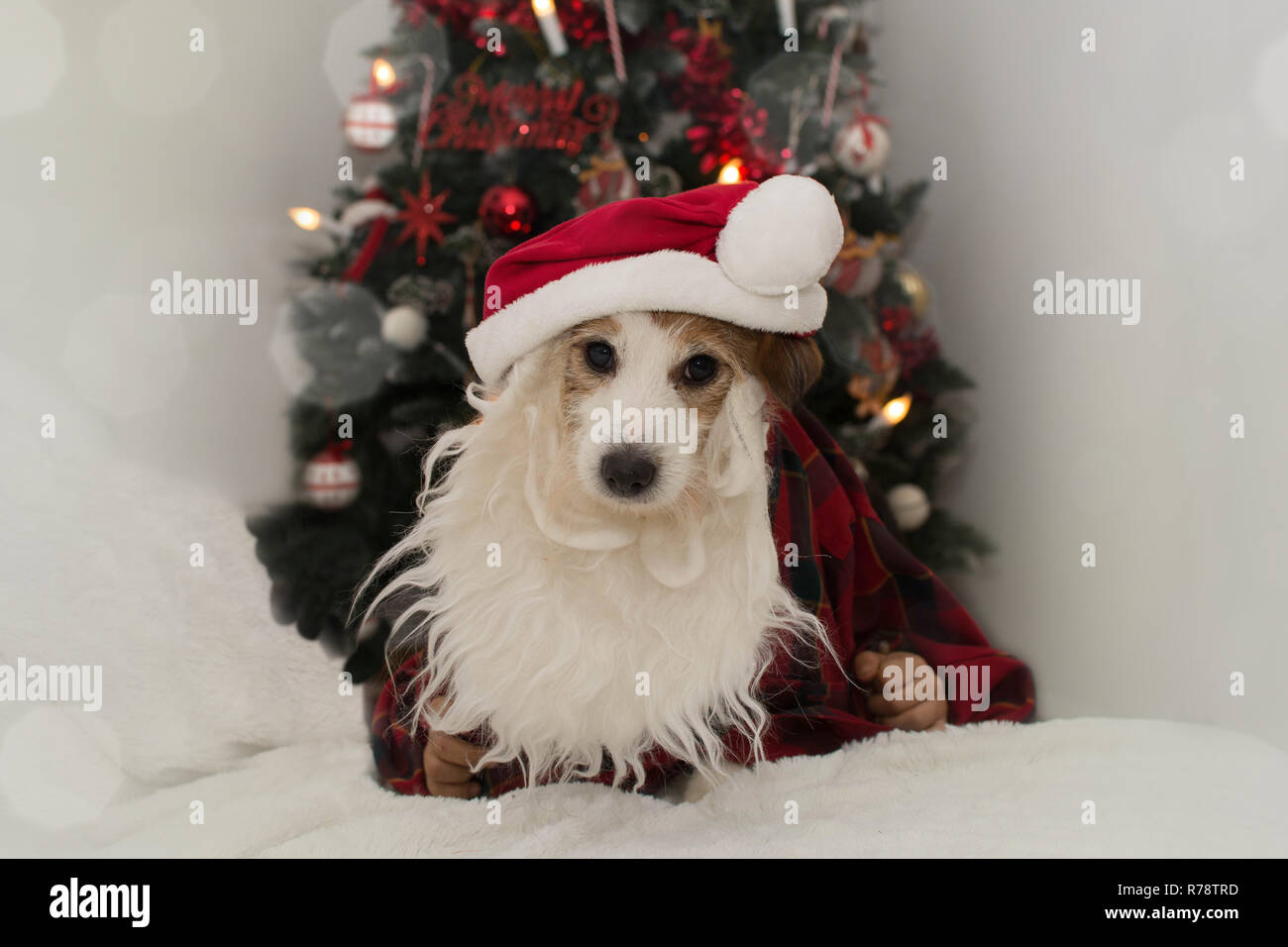 CHRISTMAS SANTA cane. JACK RUSELL cucciolo indossando la barba, RED HAT CONTRO L ALBERO DI NATALE LUCI. Foto Stock