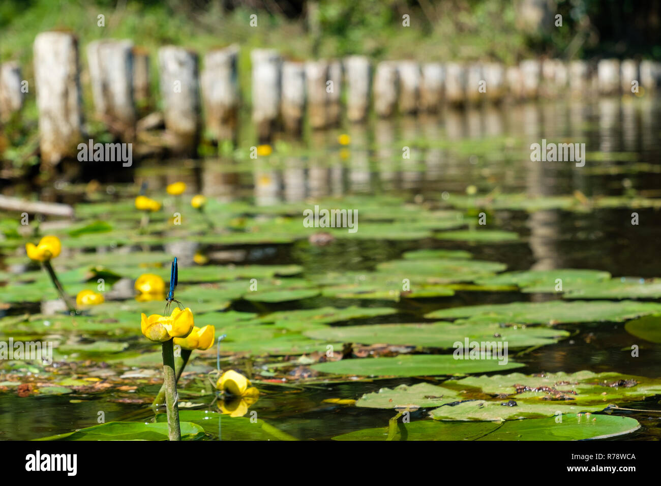 Spreewald riserva della biosfera area vacanze Foto Stock