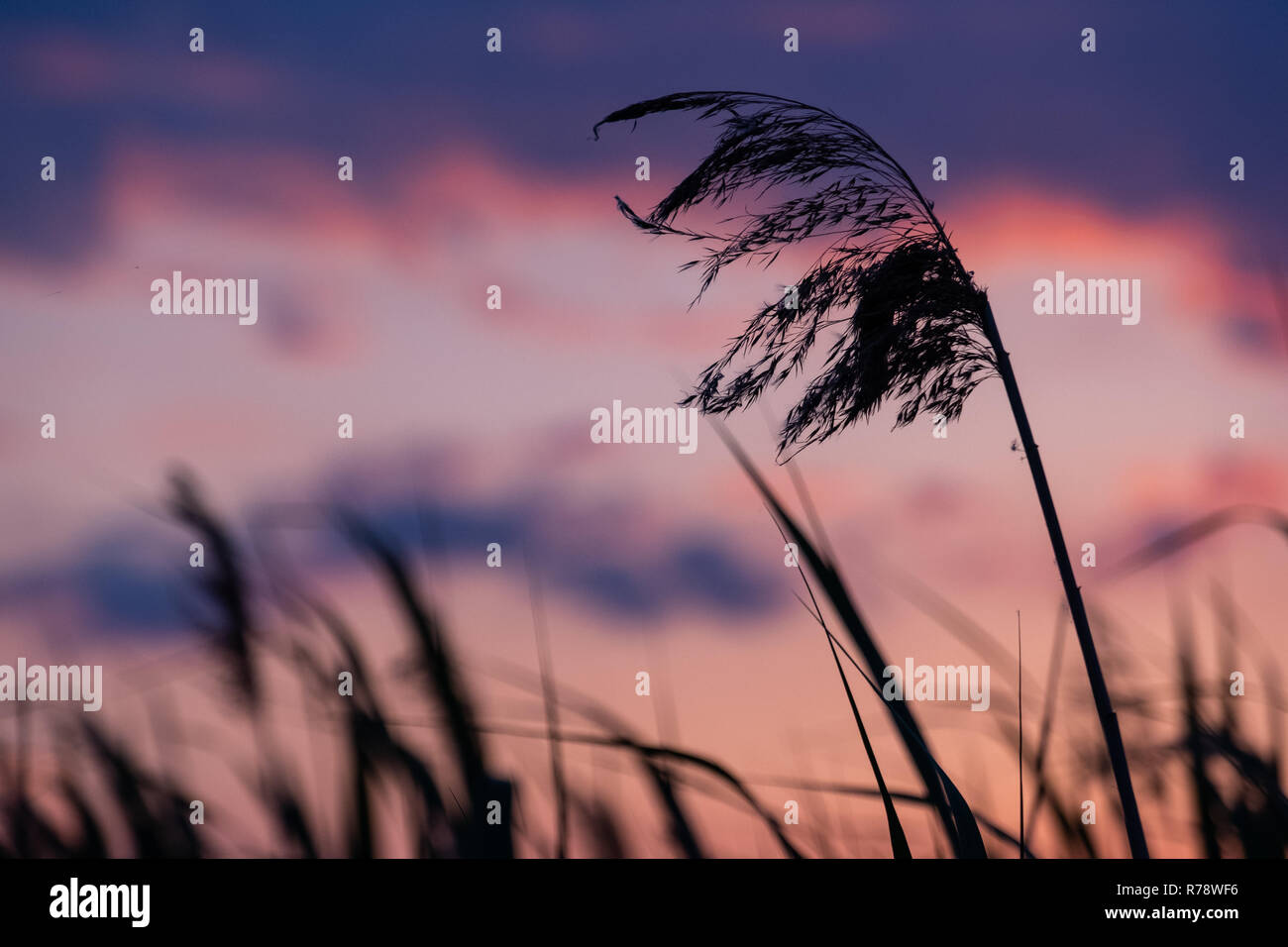 Spreewald riserva della biosfera area vacanze Foto Stock