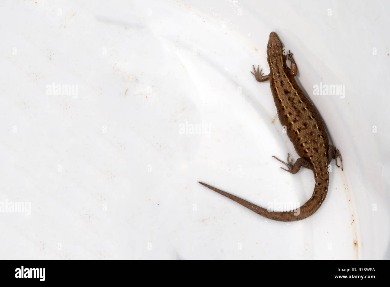 Lizard seduti sulla pietra marrone godendo del sole mattutino. La fauna selvatica in Australia la foresta pluviale, grave alla ricerca di animale Foto Stock