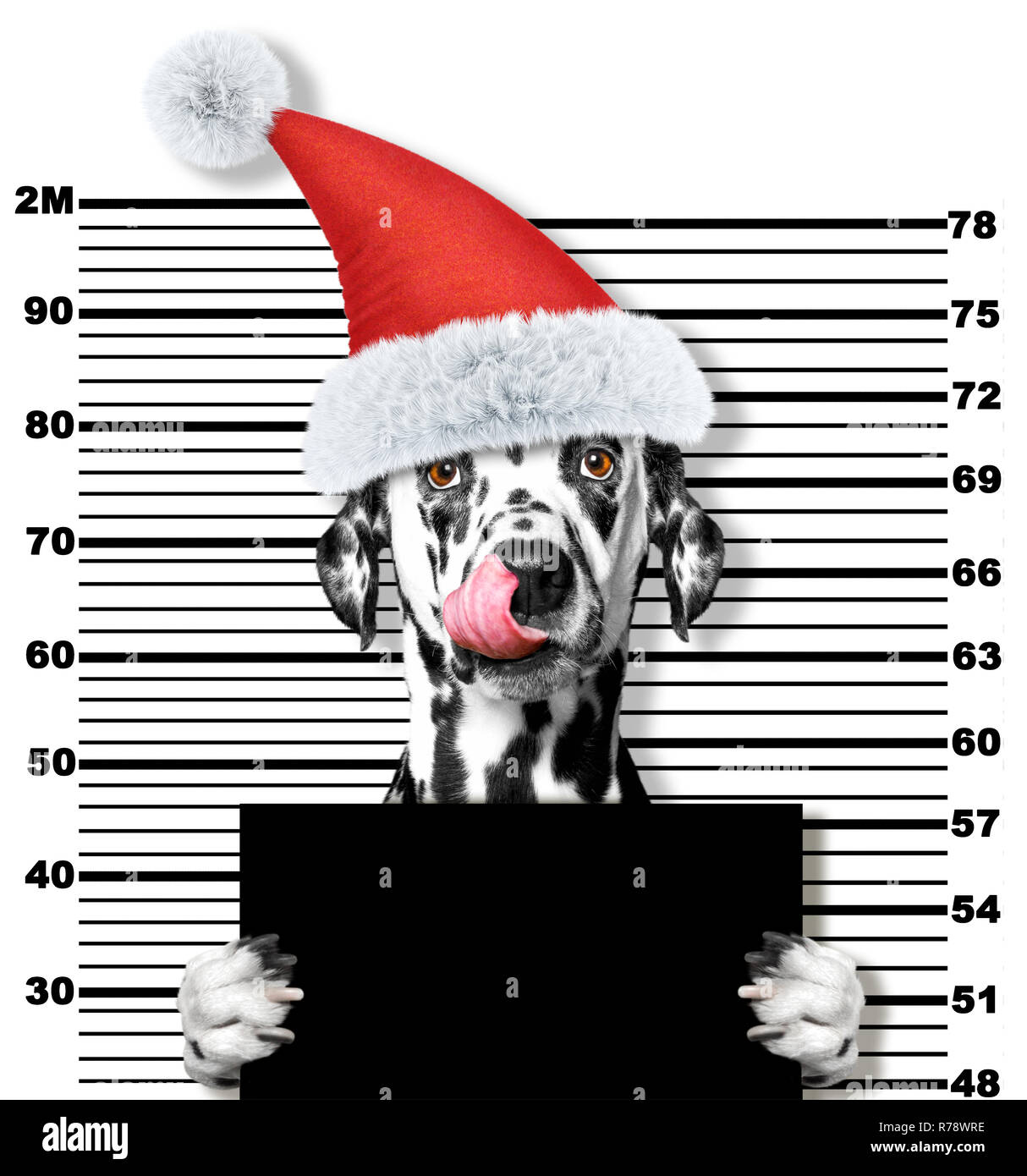 Cane dalmata come santa claus in carcere. Isolato su sfondo bianco Foto Stock