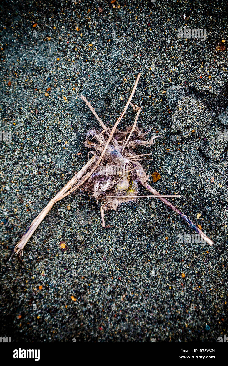Ramoscelli, corda e alghe insieme aggrovigliati e lavato fino a una spiaggia che è nero con i rifiuti dalla vecchia miniera lavorazioni, vicino a Seaham, County Durham, Regno Unito Foto Stock