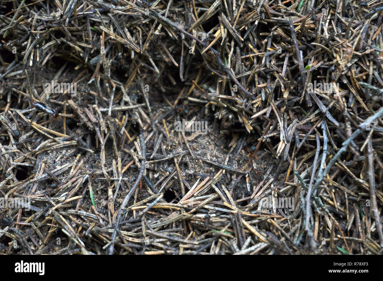 La consistenza di un marrone foresta naturale formicaio con formiche un sacco di piccoli insetti nella foresta. Lo sfondo Foto Stock