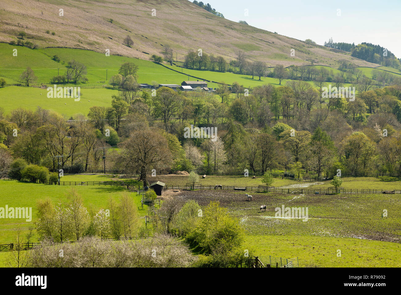 Una immagine di cavalli che vagano in cerca di cibo al pascolo in un paddock fangoso girato a Losehill, Derbyshire, England, Regno Unito Foto Stock