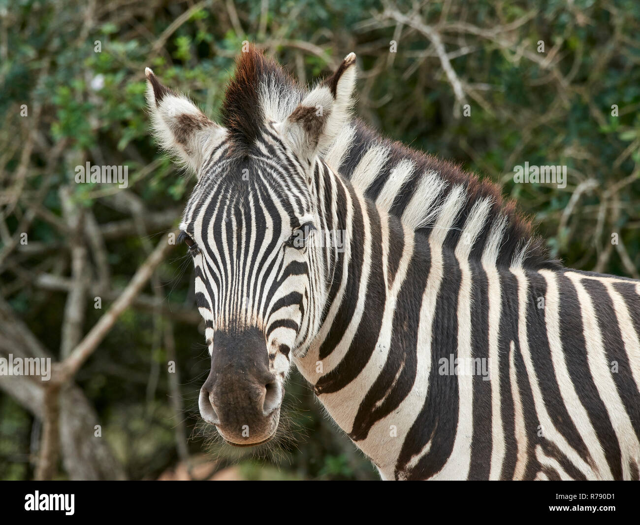 Zebra della pianura (Equus quagga) – ritratto che mostra la criniera; riserva di caccia di Mkuzi, Kwa-Zulu Natal Foto Stock