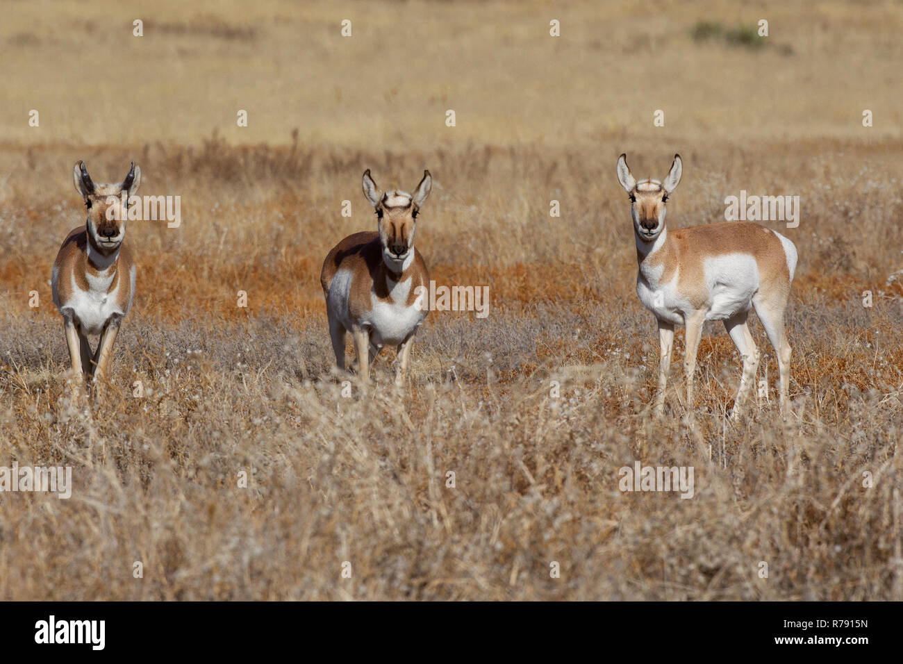 Pronghorn Antelope pascolare in un campo nei pressi di Pikes Peak, Colorado Springs, Colorado. Foto Stock