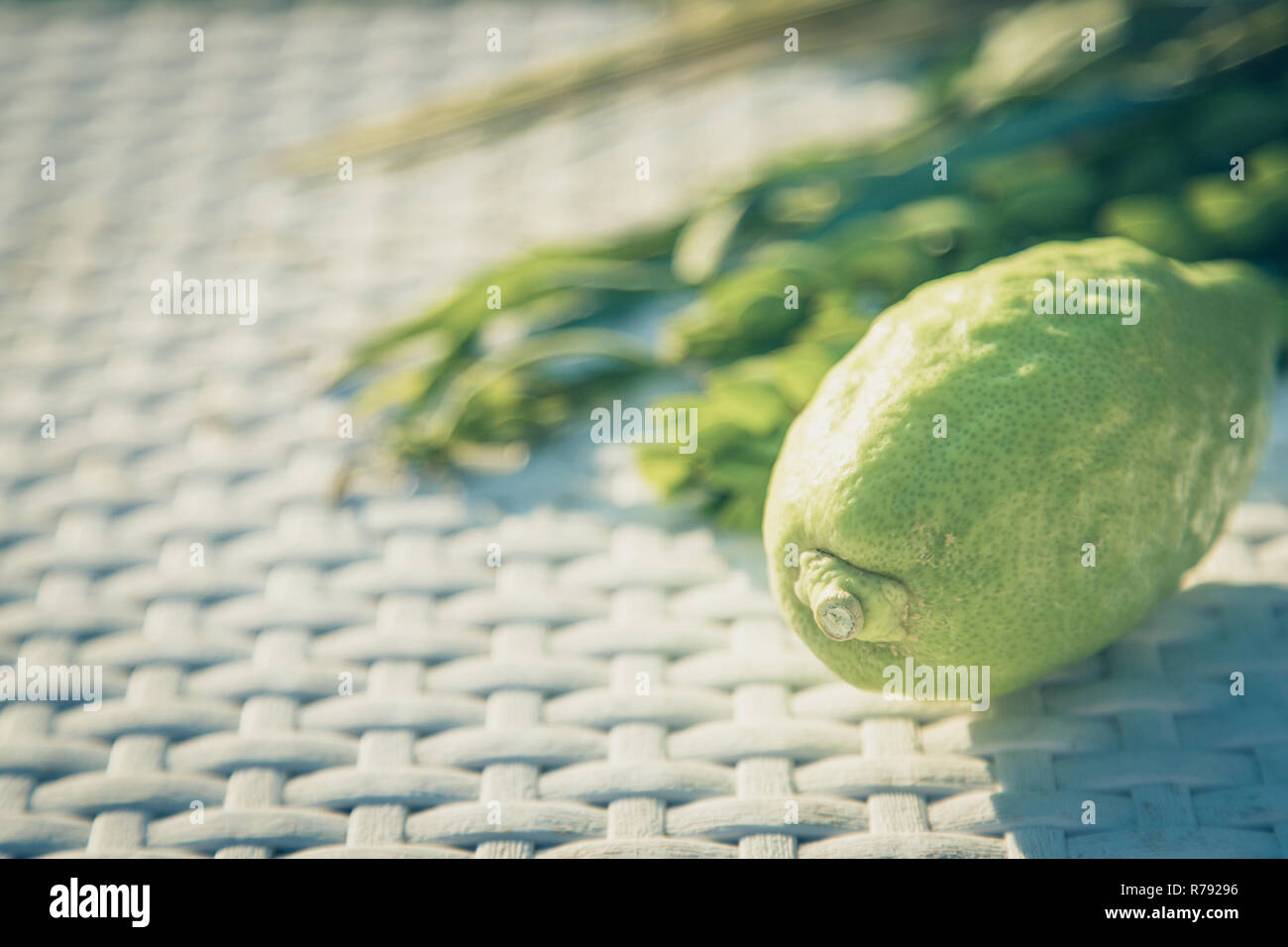 Simboli tradizionali (le quattro specie) ebraica di fall festival di Sukkot, etrog, ramo di palma, il mirto e il salice bianco su sfondo di vimini. Foto Stock