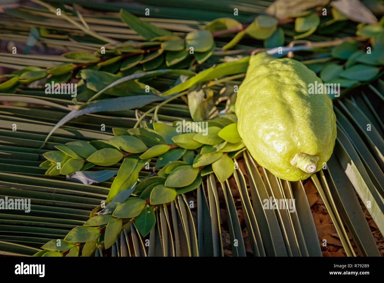 Simboli tradizionali (le quattro specie) ebraica di fall festival di Sukkot, etrog, ramo di palma, il mirto e il salice. Foto Stock
