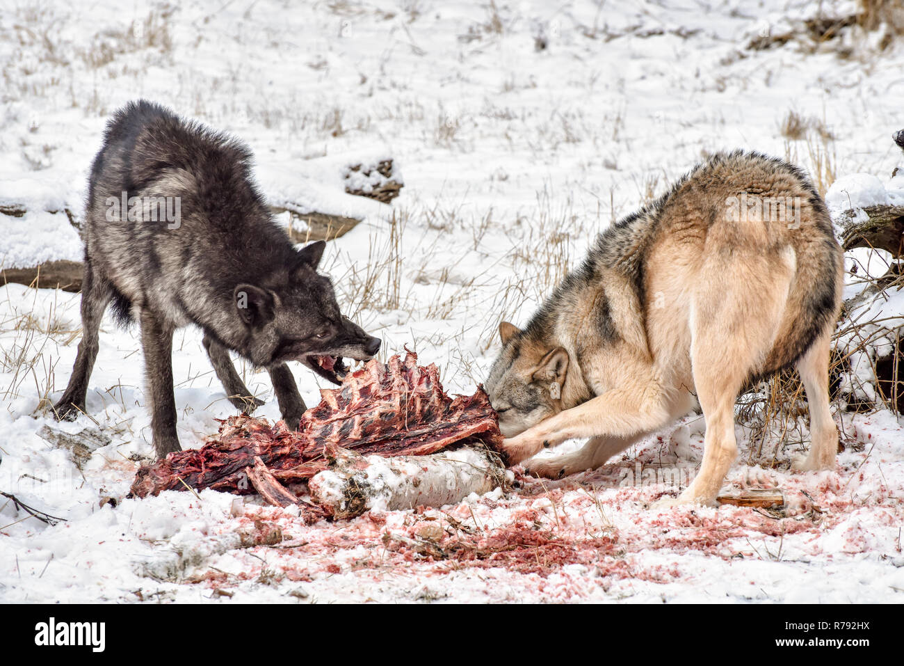 La tundra lupi su alimentazione e Elk carcassa nella neve Foto Stock