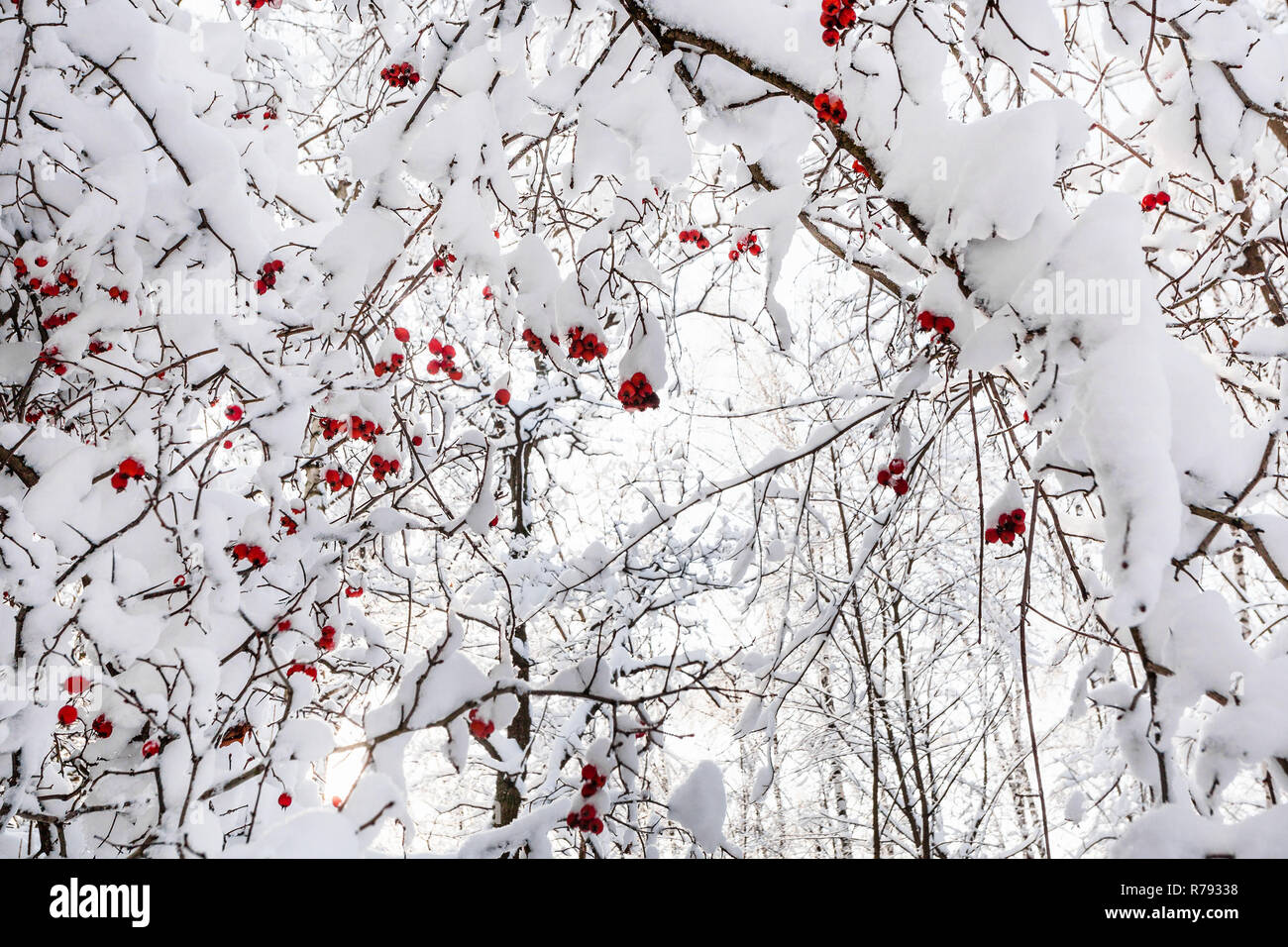 Coperte di neve rami con rosso di bacche di biancospino Foto Stock