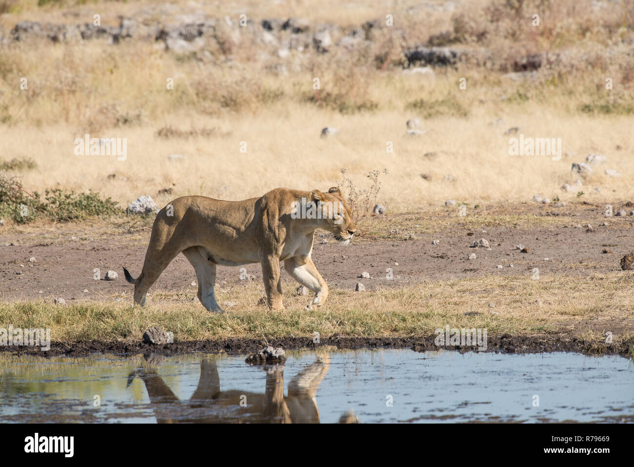 Lion accanto ancora la presenza di acqua Foto Stock