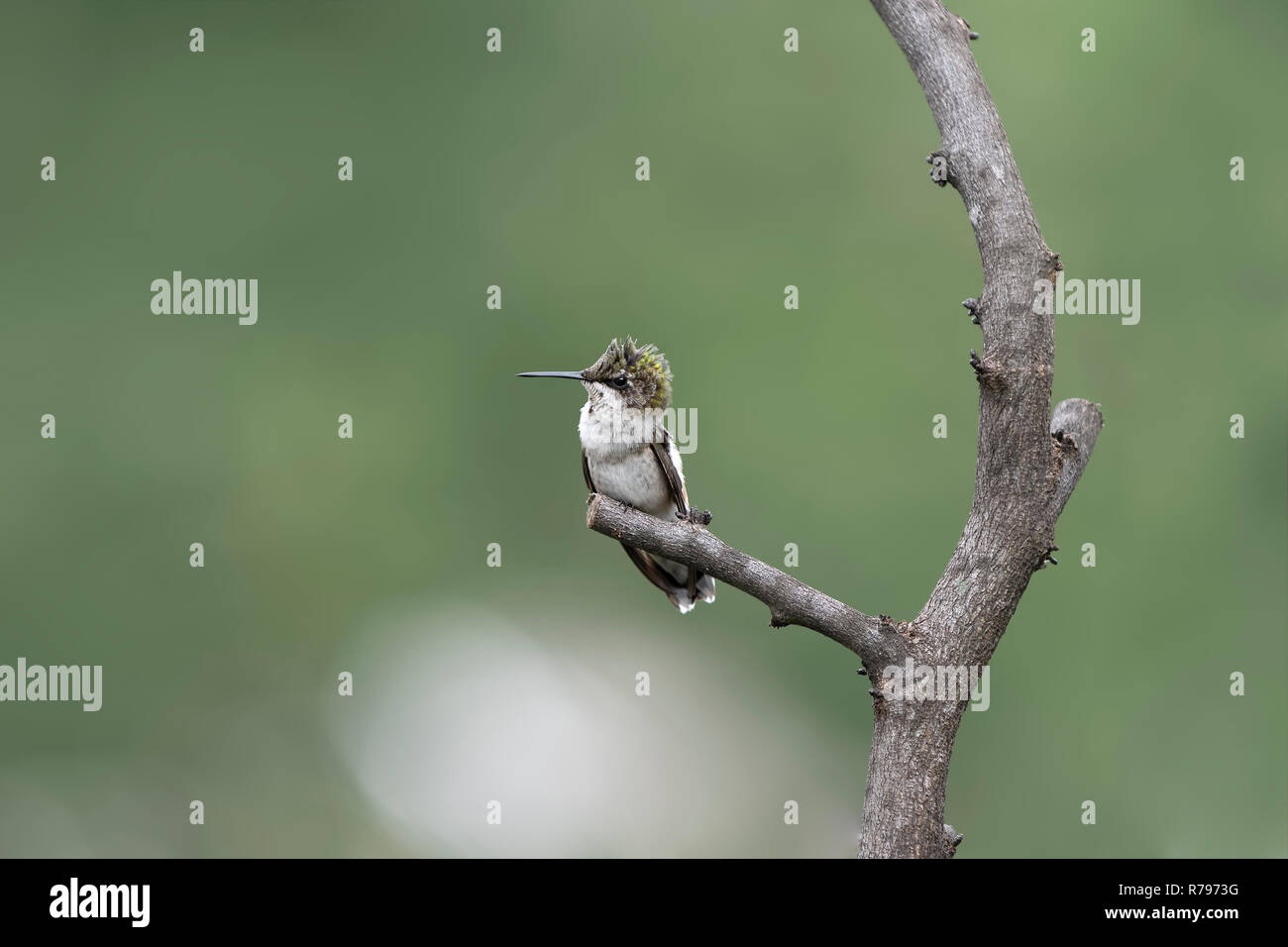 Ruby-throated Hummingbird appollaiato nel giardino di graffiare il suo collo. Foto Stock