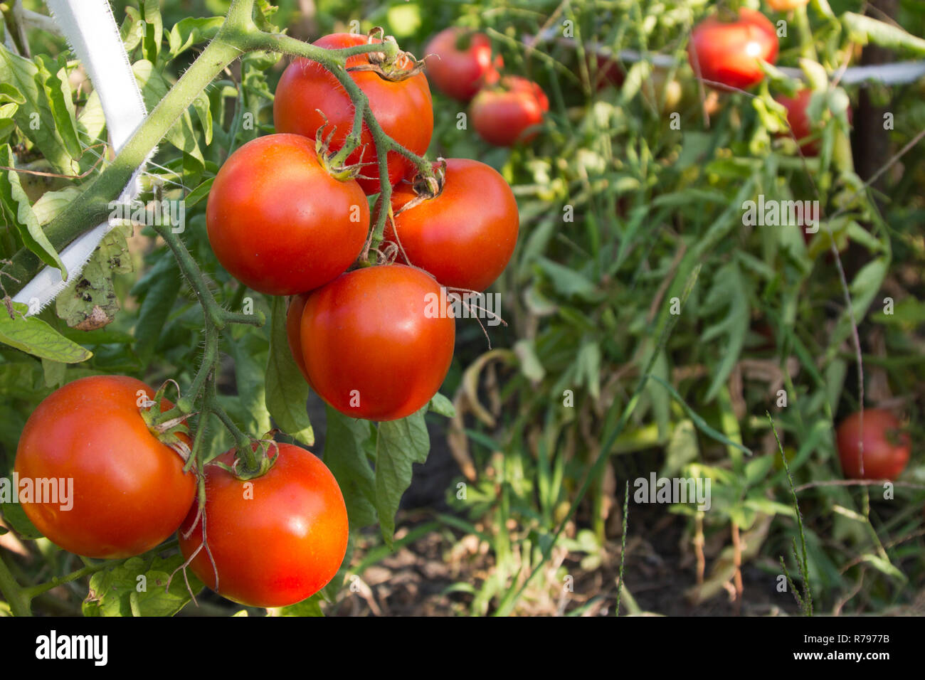 Rossi freschi pomodori organici sulla vite in giardino Foto Stock