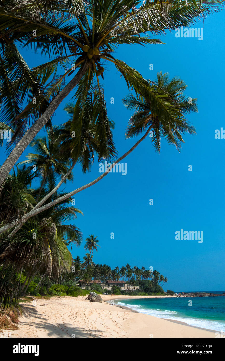 Sri Lanka, Tangalle, 02/08/2014: il paradiso deserto beach con il Palm grove in background Foto Stock