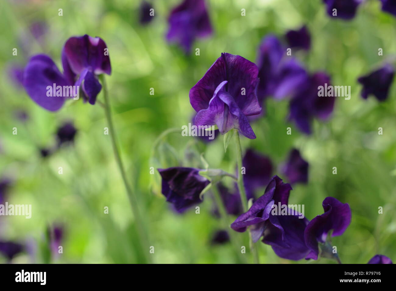 Lathyrus odoratus. Pisello dolce "Lord Nelson' fiori in un giardino inglese, estate, REGNO UNITO Foto Stock