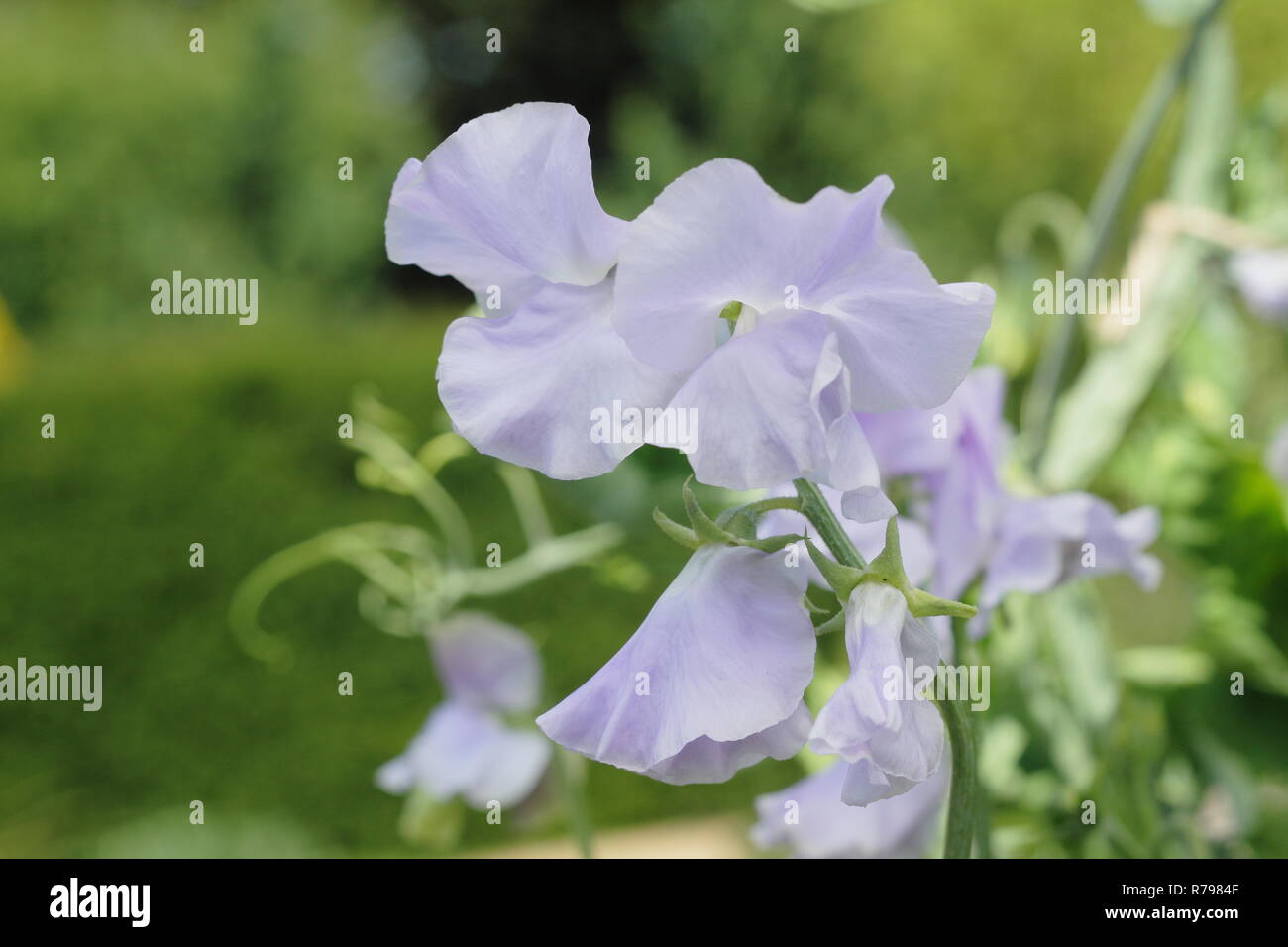 Lathyrus odoratus 'Chatsworth' pisello dolce fiori in un giardino inglese Foto Stock