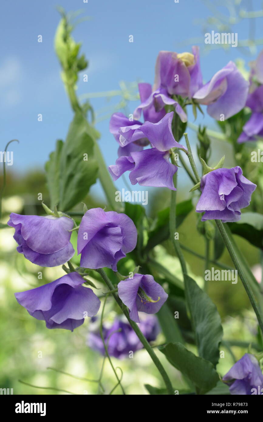 Lathyrus odoratus. "Il nostro Harry' Spencer varietà pisello dolce fiori in un giardino inglese, estate, REGNO UNITO Foto Stock