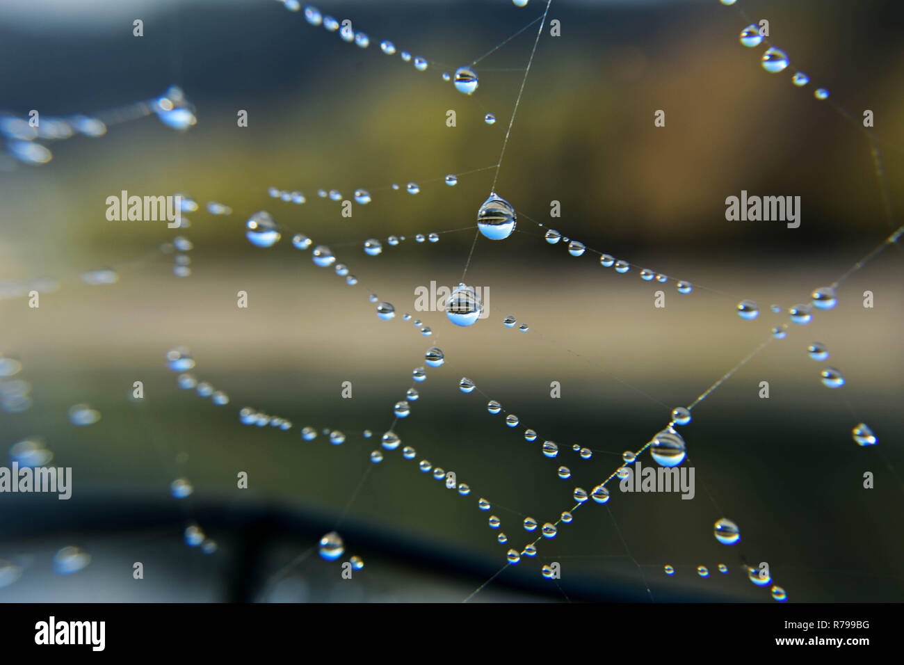 L'astrazione. Gocce di rugiada su una ragnatela closeup/ abstract sfondo da una brillante nel web la rugiada - Immagine Foto Stock
