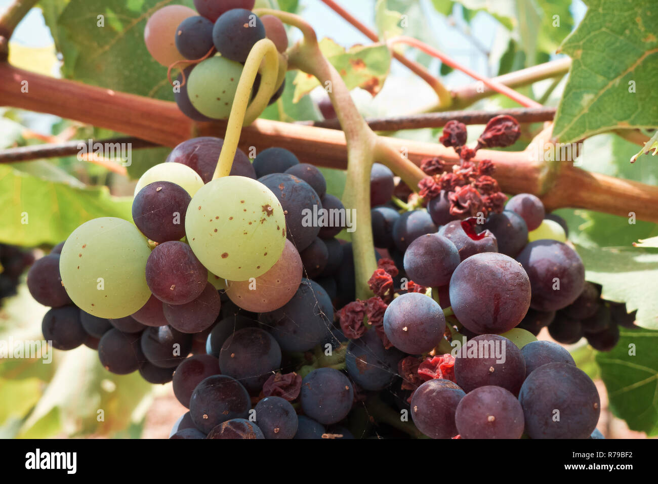 Uva nera per fare il vino che cresce Foto Stock