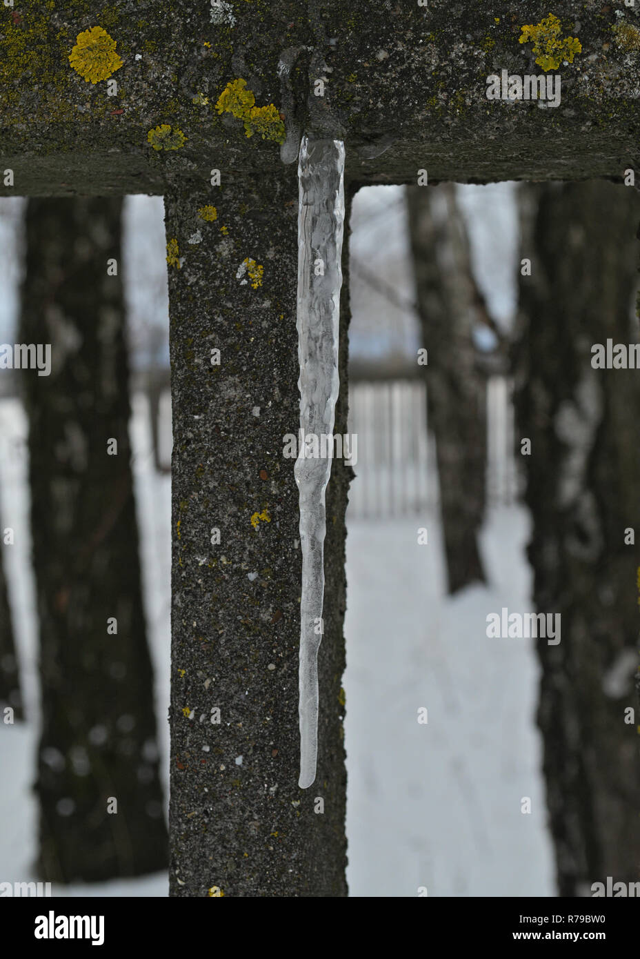 Congelati cristallo di ghiaccio pendenti da recinzione Foto Stock