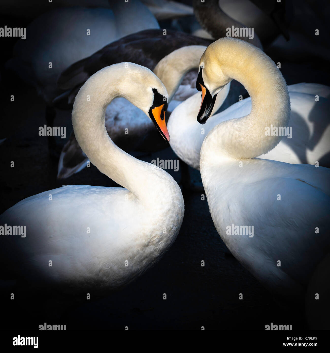 I cigni presso il santuario di Swan sulla banca del fiume Severn a Worcester, Regno Unito Foto Stock