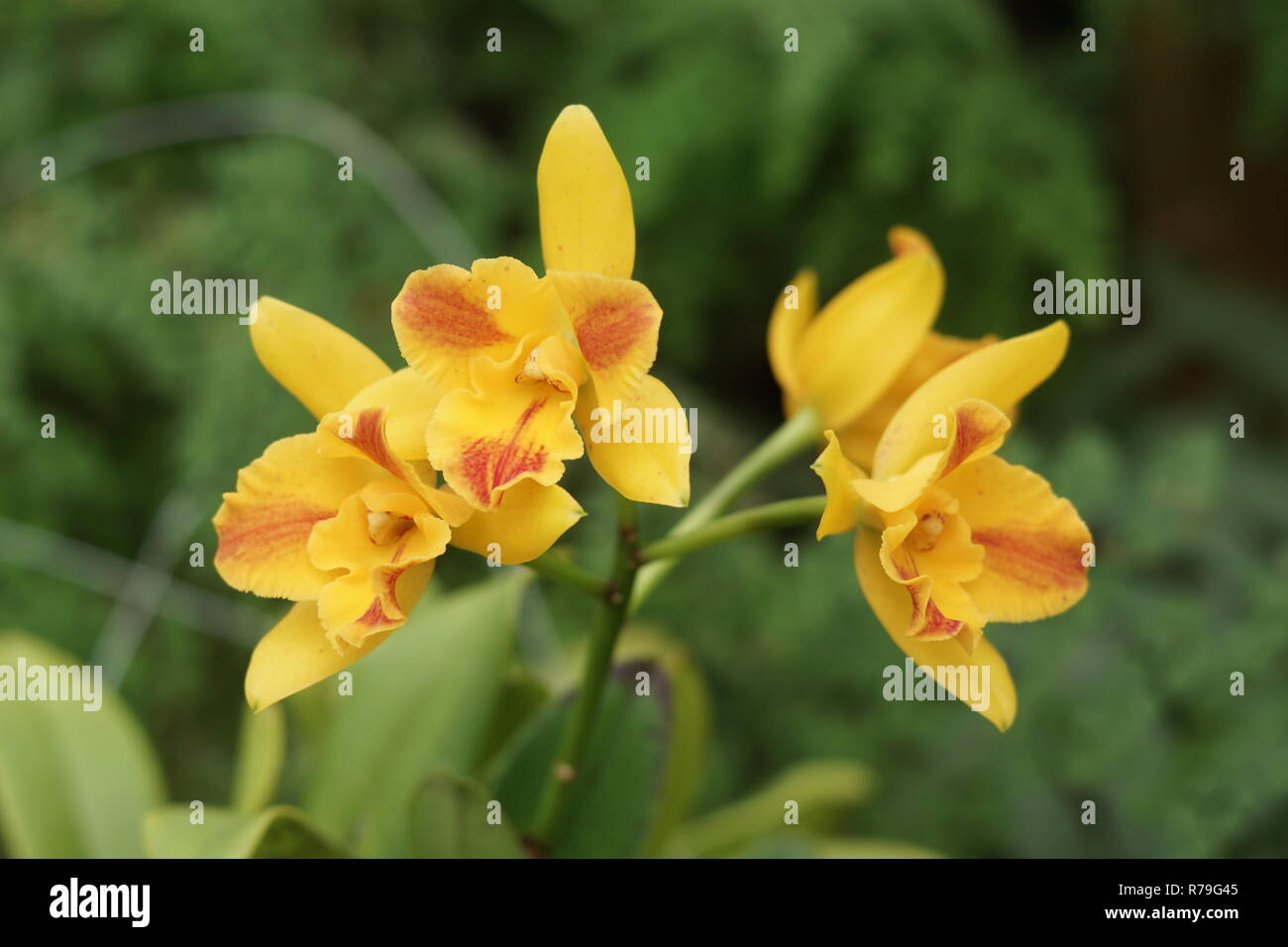 Rhyncattleanedhe 'Burana bellezza' Foto Stock