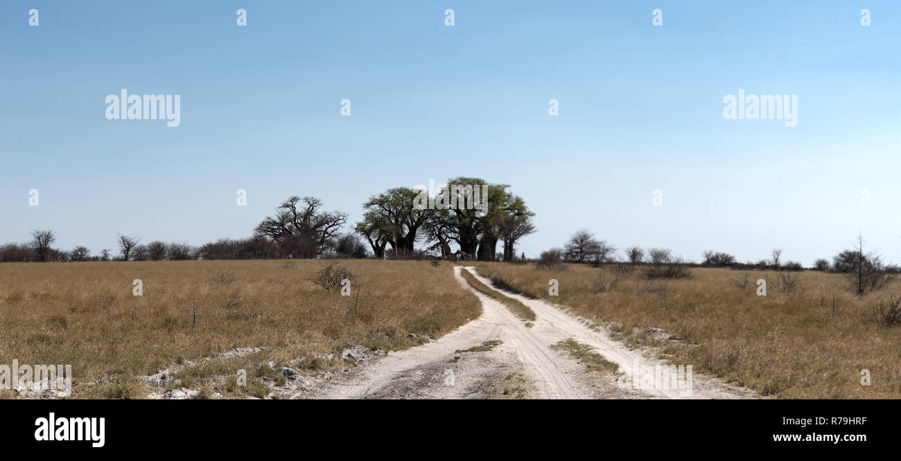 Strada di sabbia con il Baines Baobab a Nxai Pan National Park, Botswana Foto Stock
