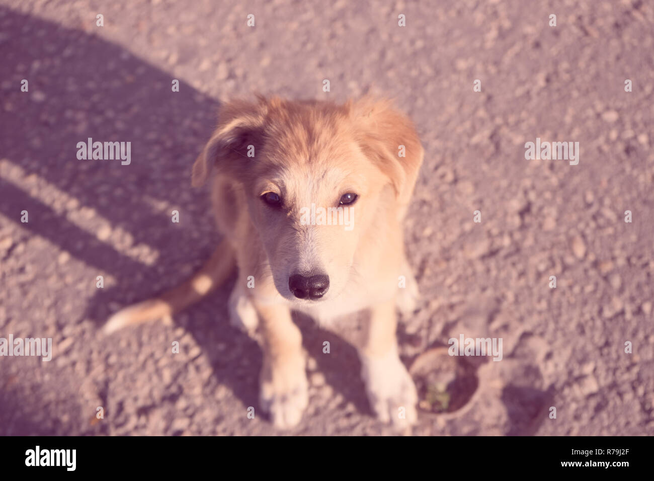 Confidando cucciolo cercando negli occhi Foto Stock