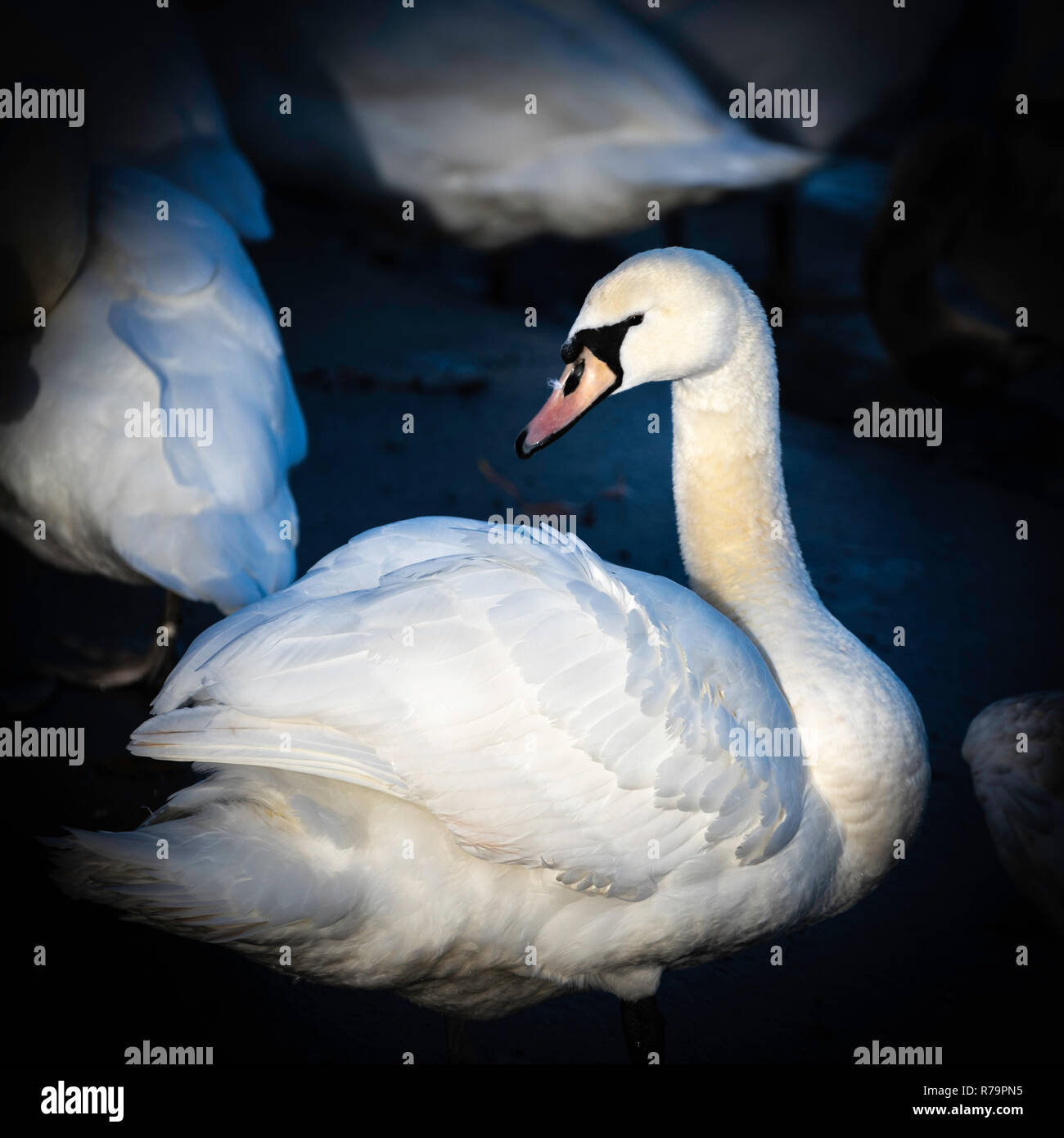 I cigni presso il santuario di Swan sulla banca del fiume Severn a Worcester, Regno Unito Foto Stock