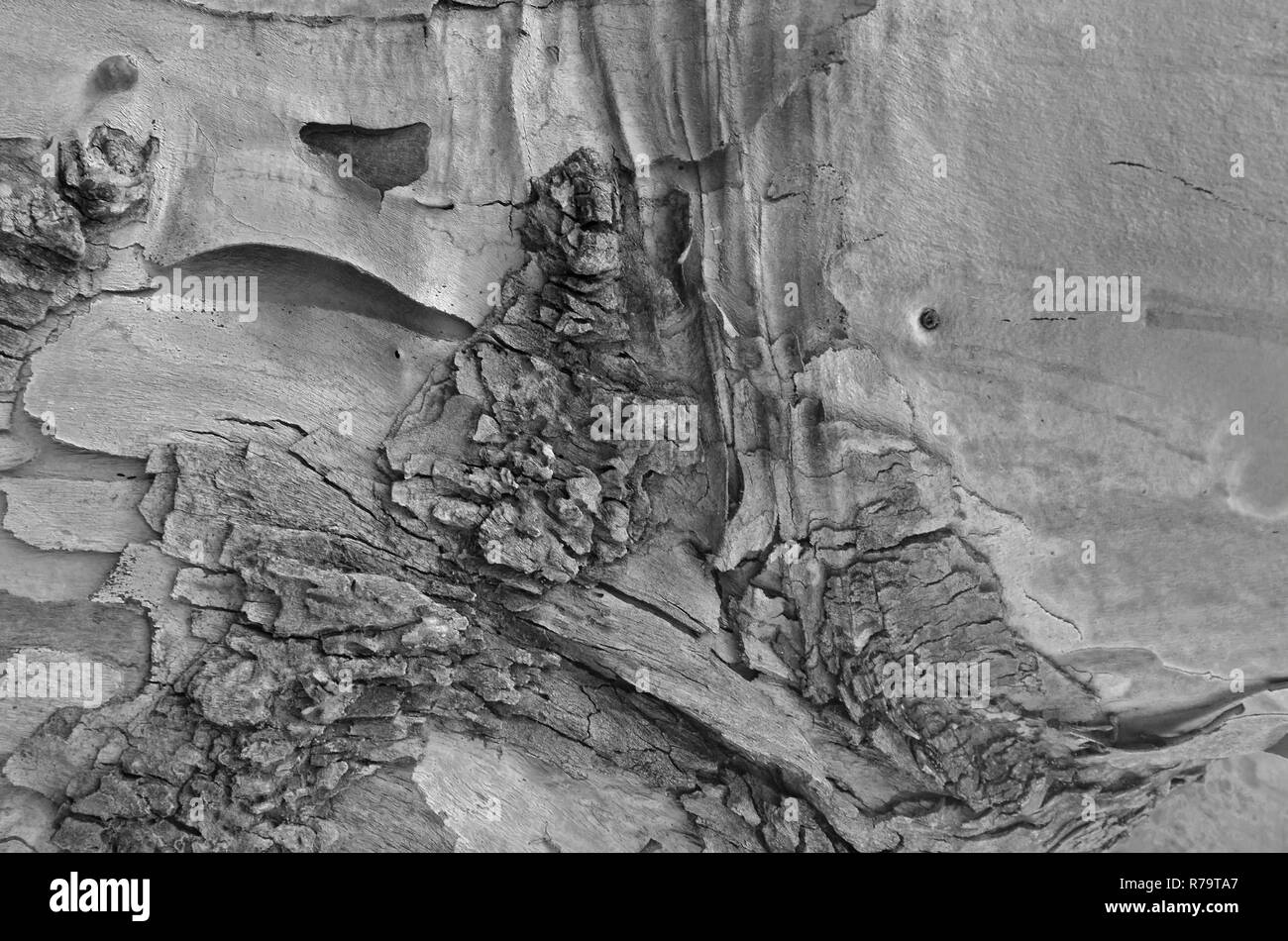 La corteccia di un vecchio albero. grigio scuro texture Foto Stock