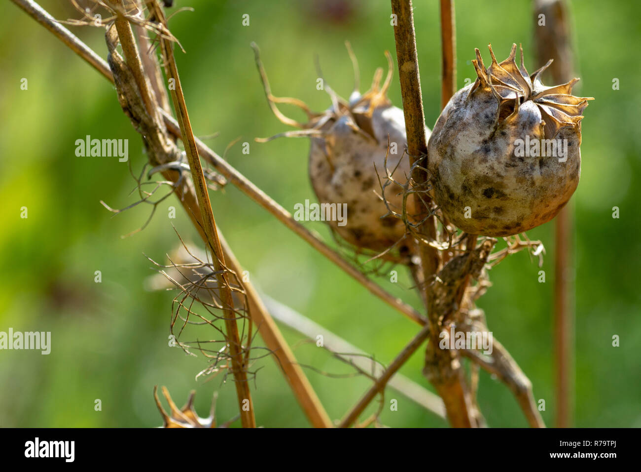 L'amore-nel-MIST (Nigella damascena) essiccato teste di seme Foto Stock