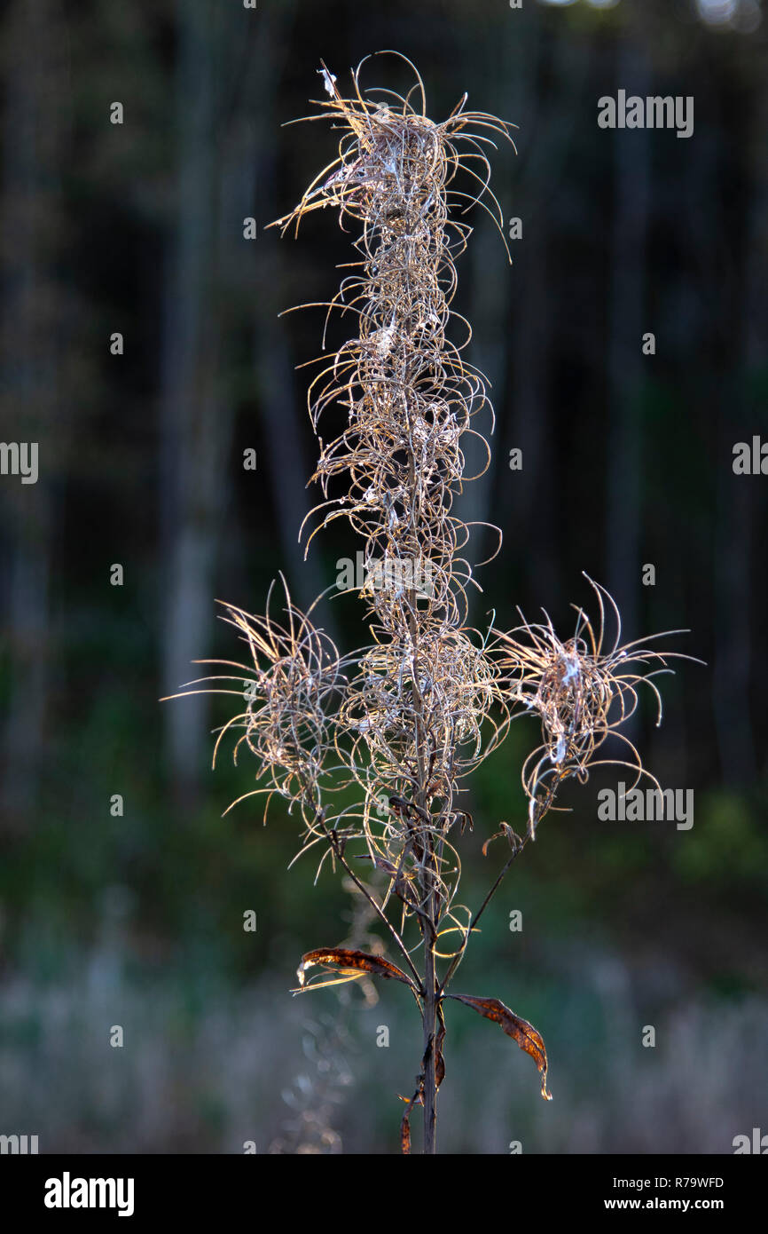 Rosebay Willow herb (Chamaenerion angustifolium) seme head Foto Stock