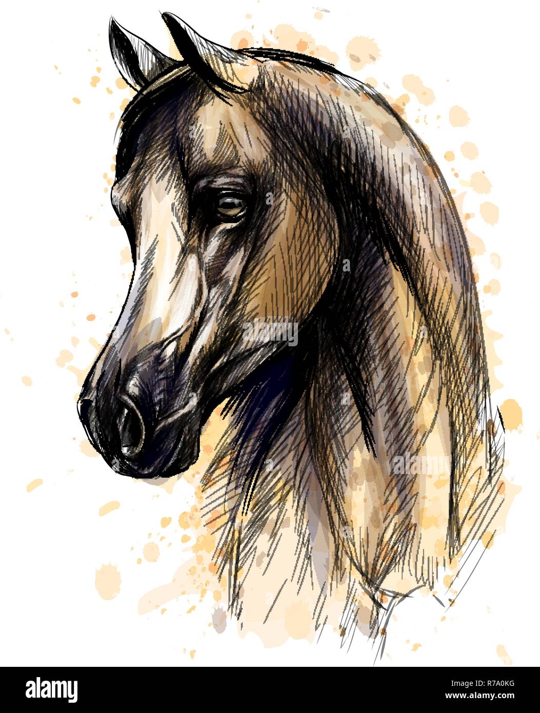 Testa di cavallo ritratto da schizzi di acquerelli. Mano bozzetto Illustrazione Vettoriale