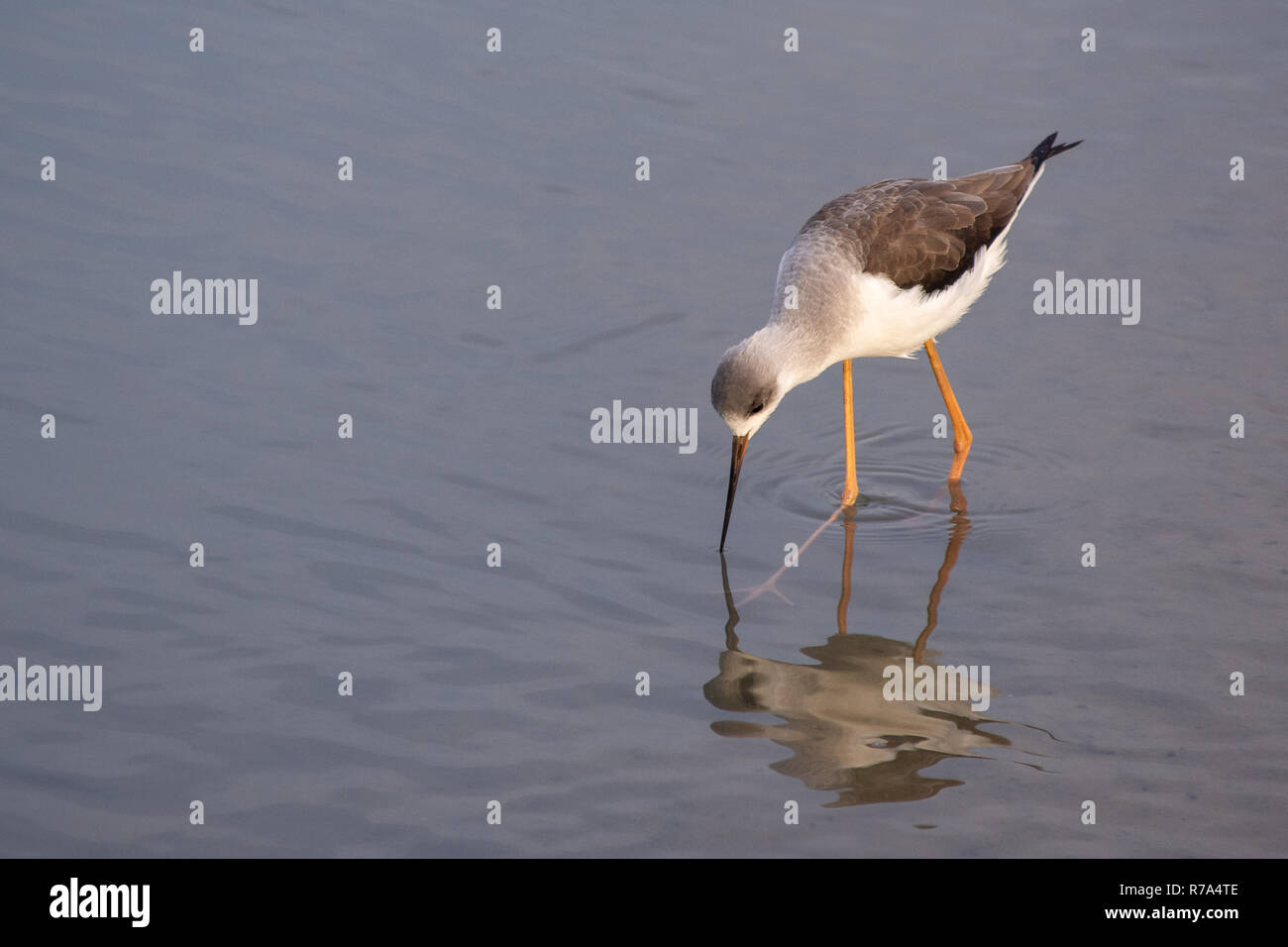 Un black-winged stilt ricerche di cibo nelle calme acque poco profonde in Ras Al Khor, Dubai zone umide. Foto Stock