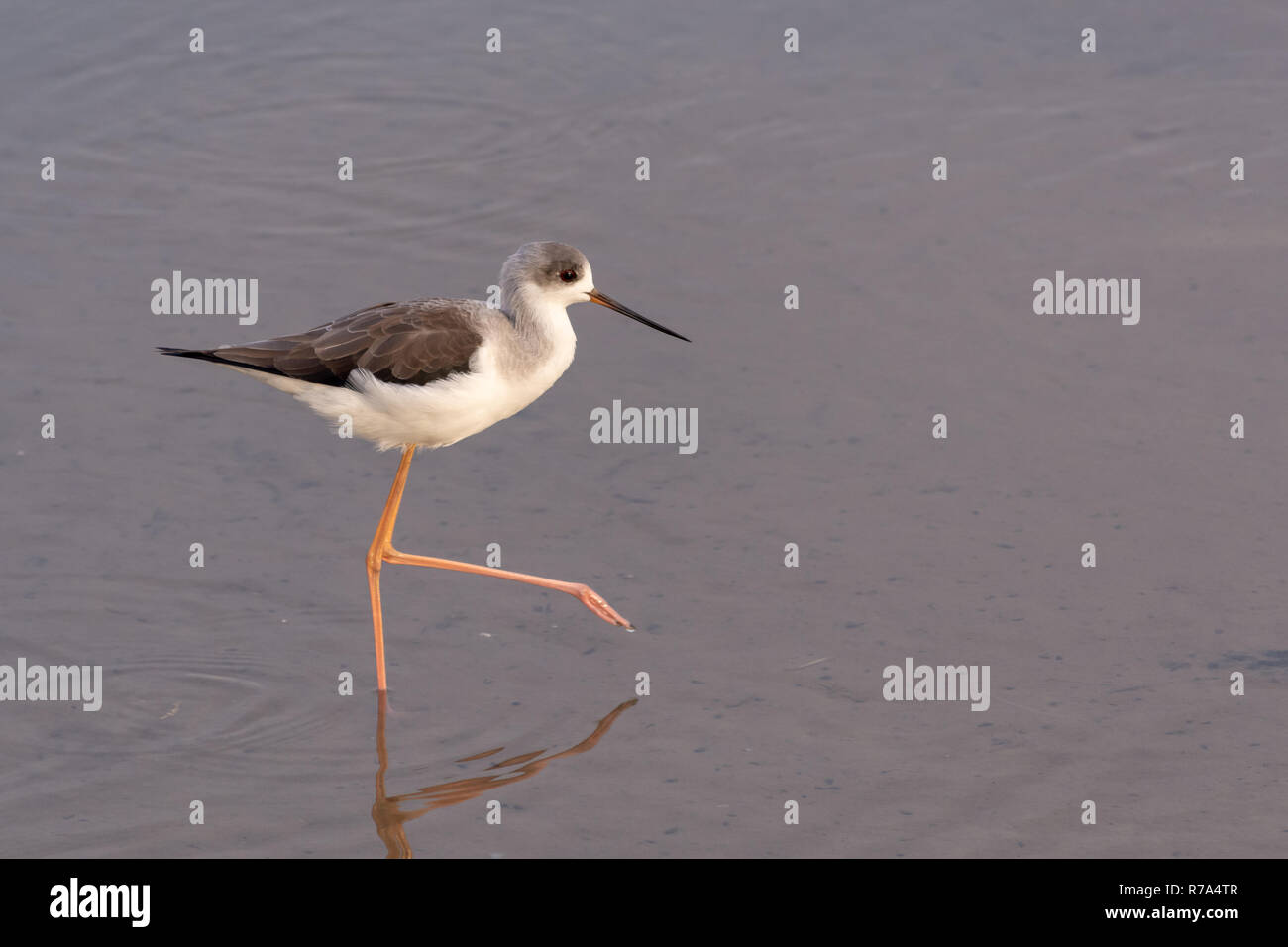 Un black-winged stilt ricerche di cibo nelle calme acque poco profonde in Ras Al Khor, Dubai zone umide. Foto Stock