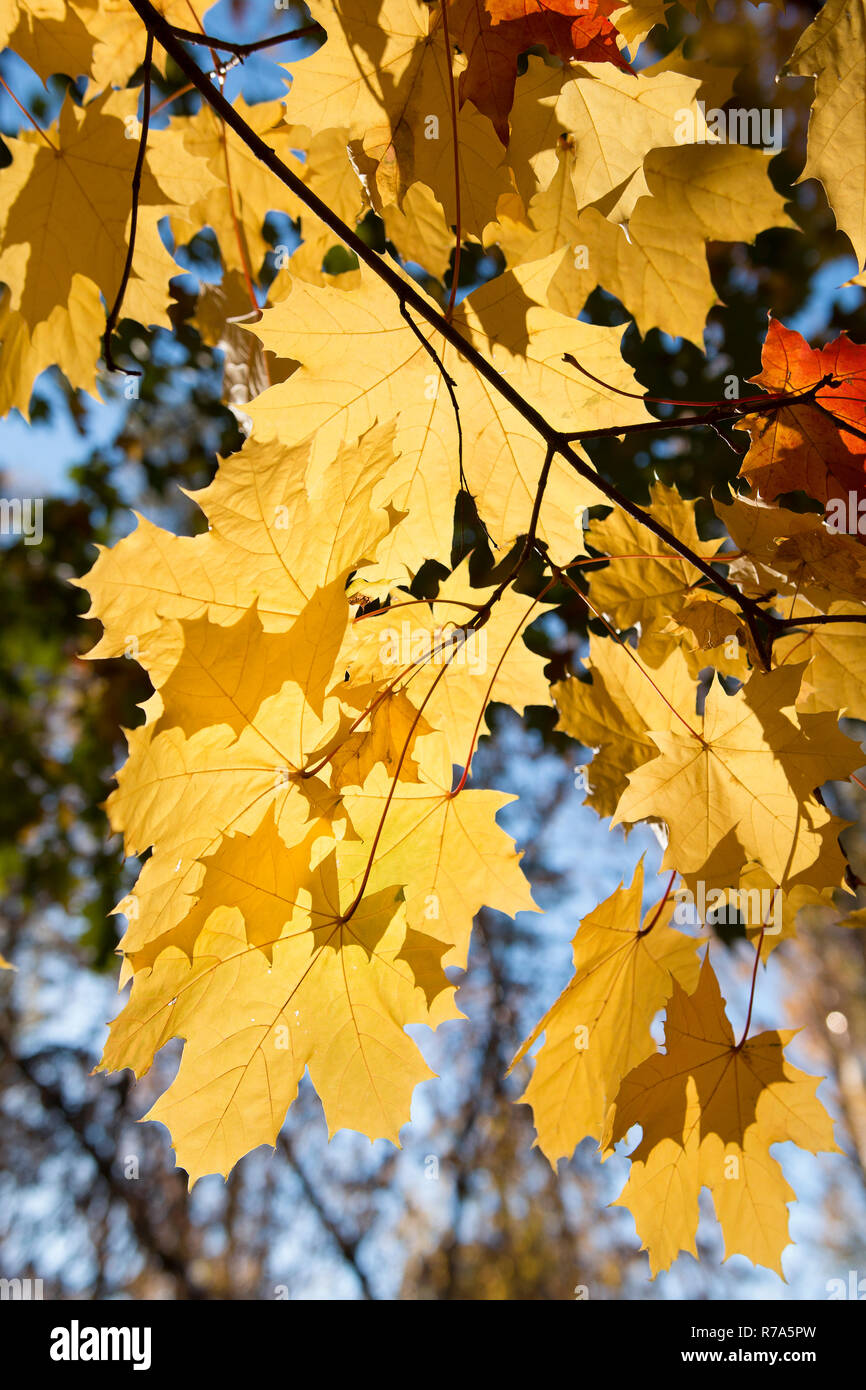 Giallo autunno foglie di acero in condizioni di luce solare intensa contro un cielo blu. Luminose fogliame di autunno. Profondità di campo Foto Stock