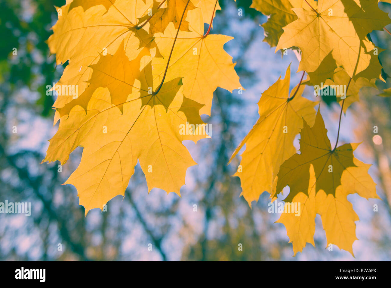 Il ramo di Giallo autunno foglie di acero in condizioni di luce solare intensa contro un cielo blu. Luminose fogliame di autunno. Profondità di campo Foto Stock