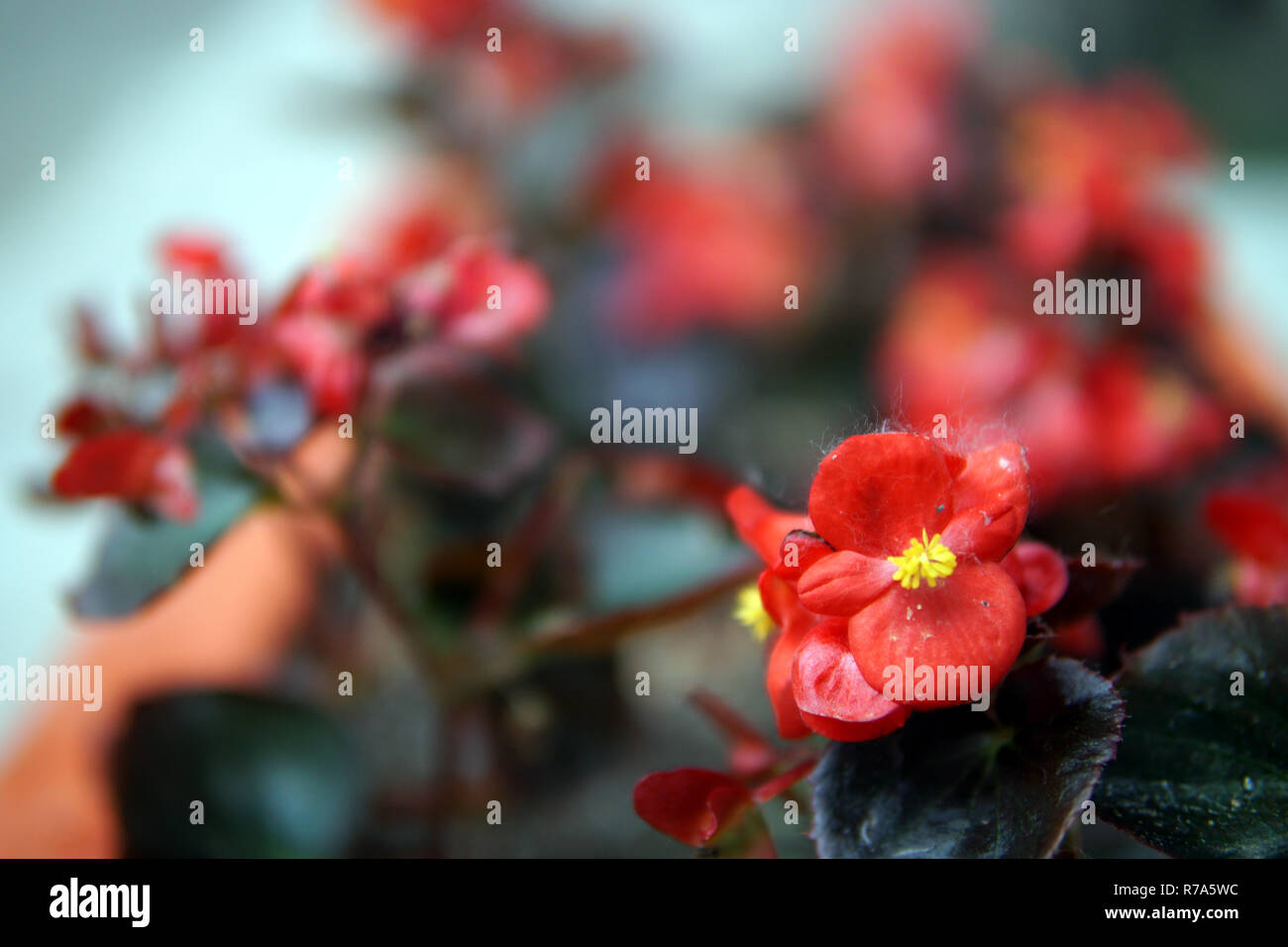 Begonia in aiuole Foto Stock