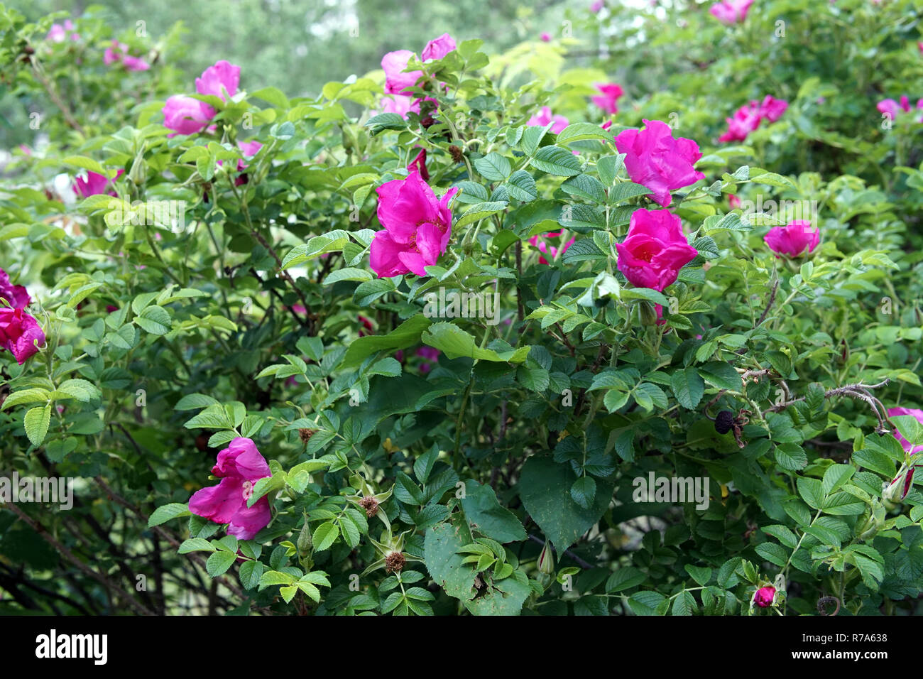 Red wild rose fiori closeup Foto Stock