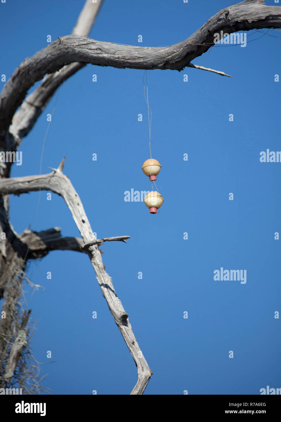 La pesca Bobber in una struttura ad albero Foto Stock