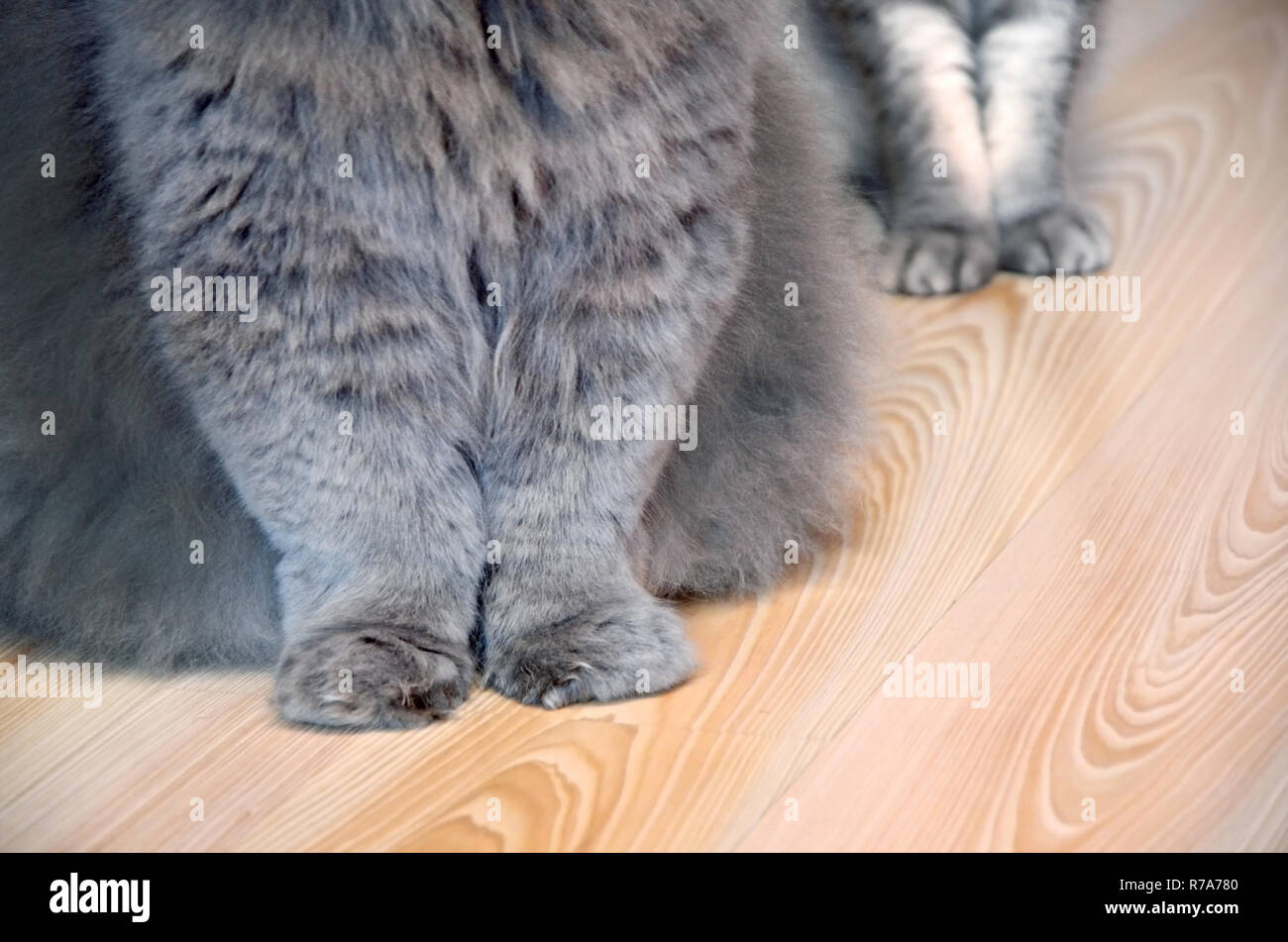 I Gatti Soffici Zampe Close Up Su Un Pavimento Di Legno Un Grigio